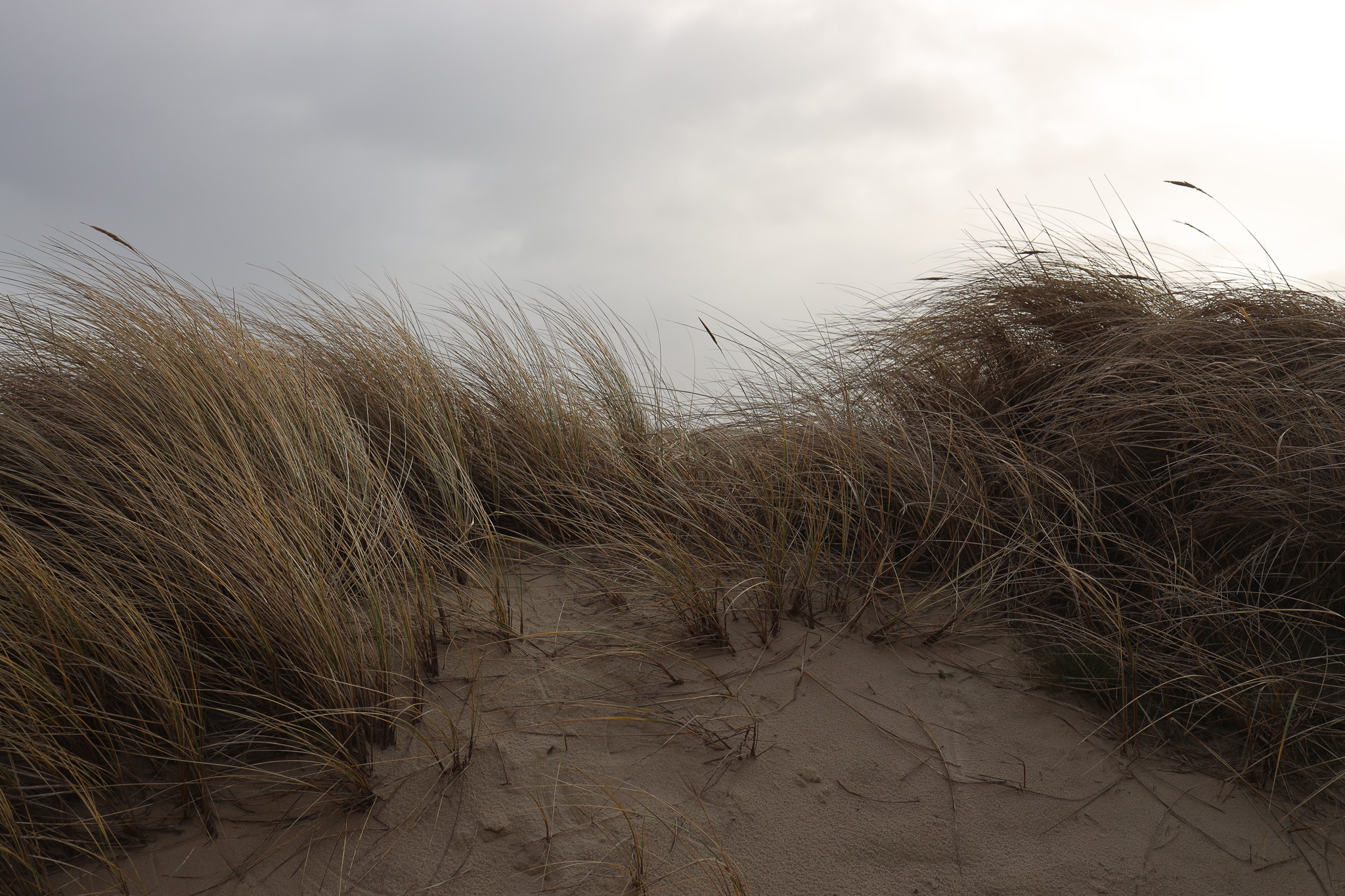 Amrum